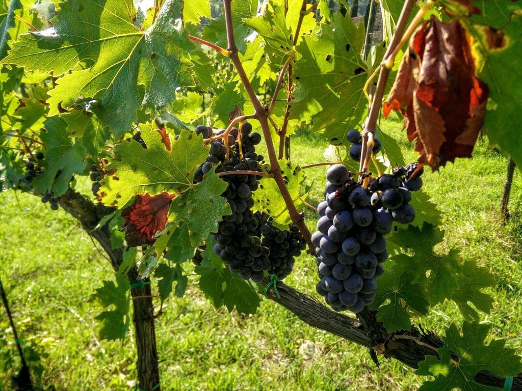 Podere Terreno Alla Via Della Volpaia Radda in Chianti Exterior photo